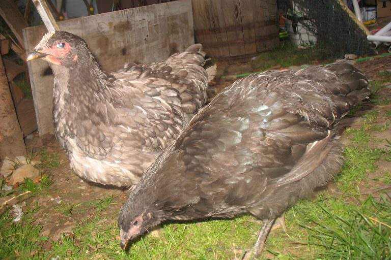 Jersey Giant Pullets