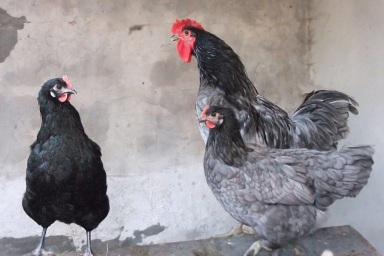 Rooster and Hens