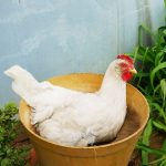 Leghorn Chicken Care