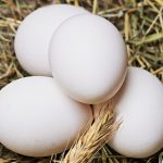 Leghorn Chicken Egg Production