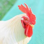 Leghorn Chicken History