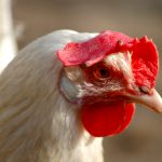 Leghorn Chicken Temperament