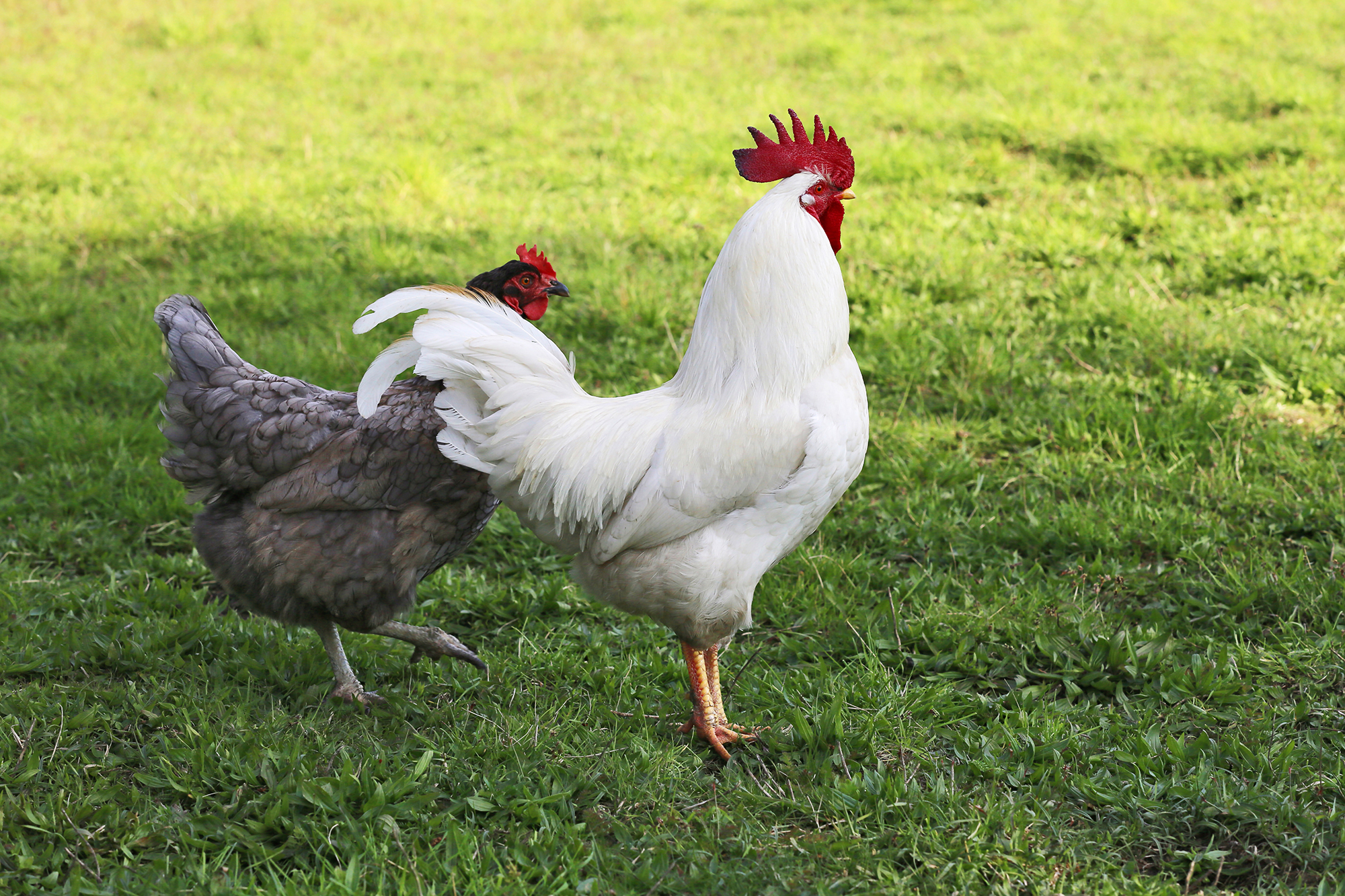 Raising Leghorn Chicken 101 Complete Care Guide (2023)