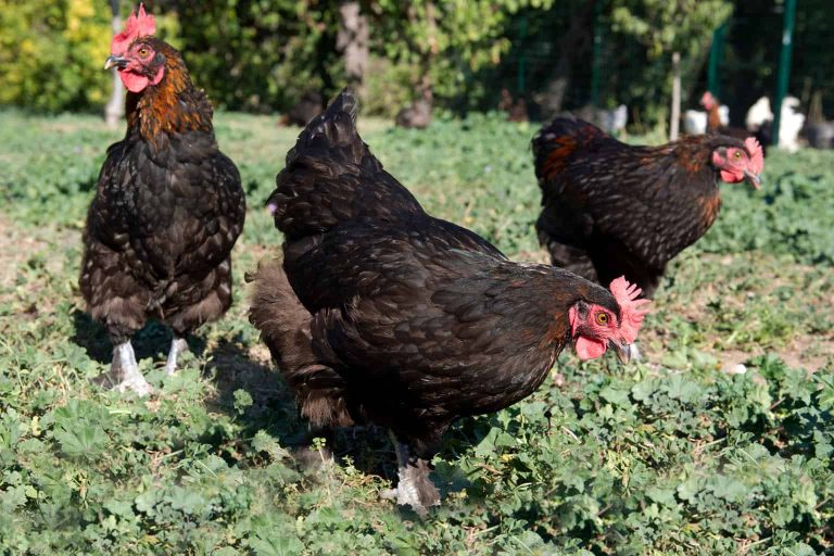 Marans Chicken