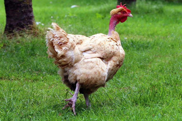 Naked Neck Chicken