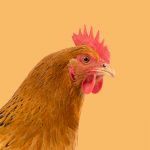New Hampshire Chicken Chapter 1