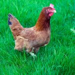 New Hampshire Chicken Chapter 2