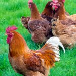 New Hampshire Chicken Chapter 4