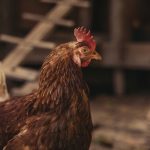 New Hampshire Chicken Chapter 5
