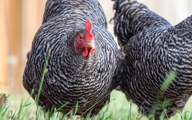 Plymouth Rock Chicken