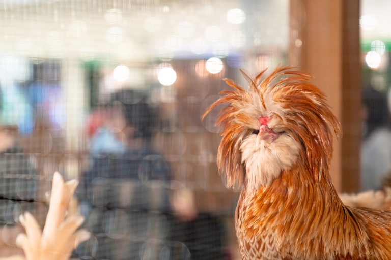 Polish Chicken