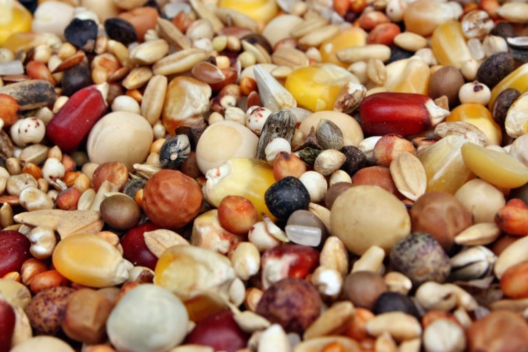 Poultry Feed