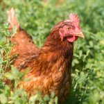 Red Star Chicken Chapter 1 - Introduction