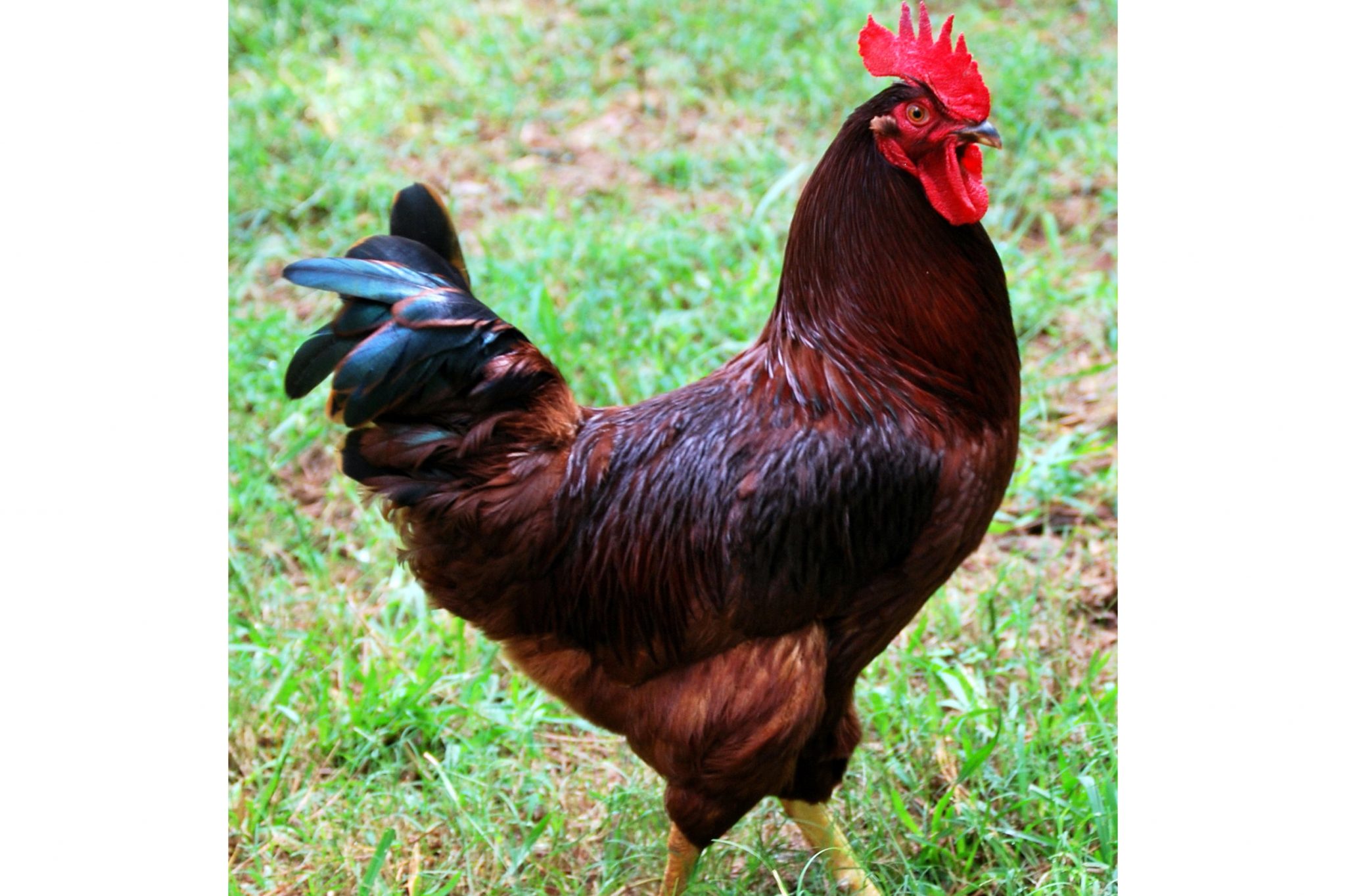 Rhode Island Red Chicken 101 Complete Care Guide (2024)