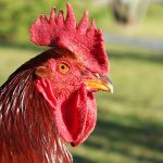 Rhode Island Red Background