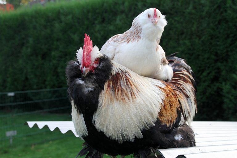 Salmon Faverolle Rooster and Hen