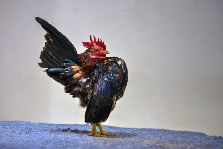 Serama Chicken Posture