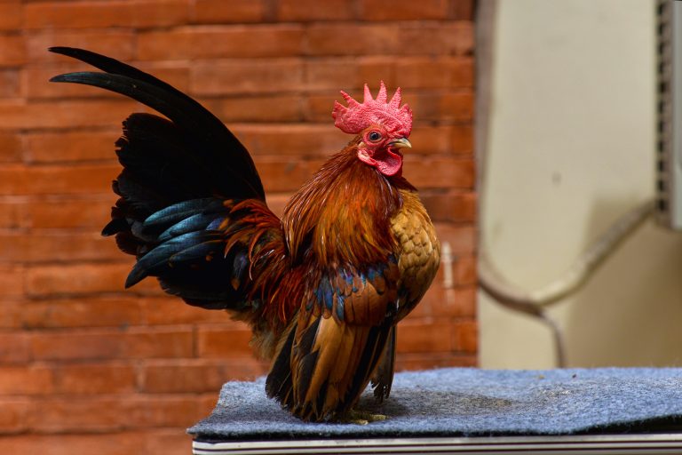 Serama Chicken in a Room