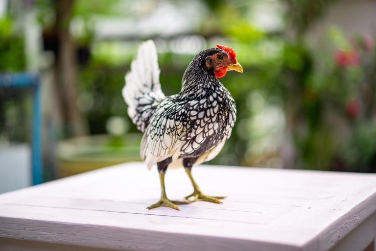 Silver Laced Sebright on a Table