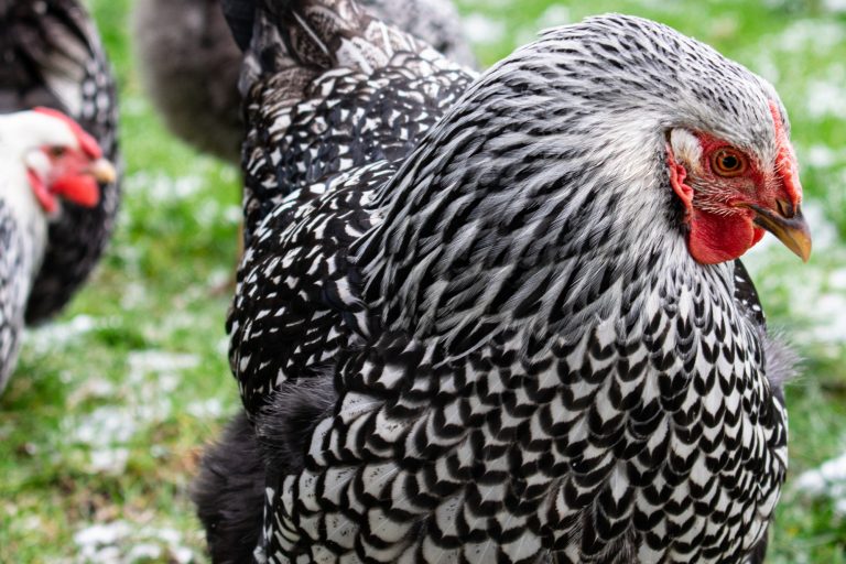 Silver Laced Wyandotte Close Up