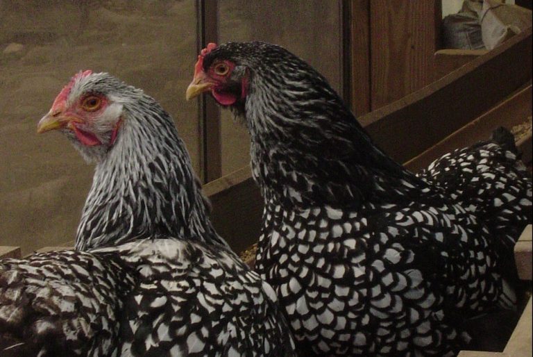 Silver laced wyandottes in a barn