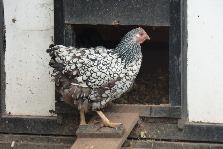Silver laced wyandotte at the entrance of a coop