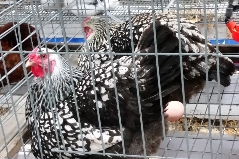 Silver Laced Wyandotte in a cage