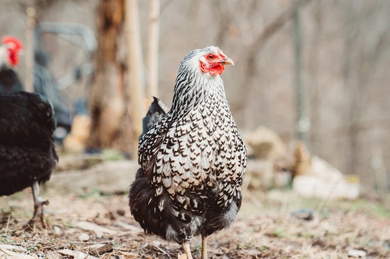 Silver laced wyandotte standing in a herd