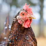 Speckled Sussex - Chapter 1