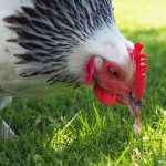 Sussex Chicken Chapter 5 - Health
