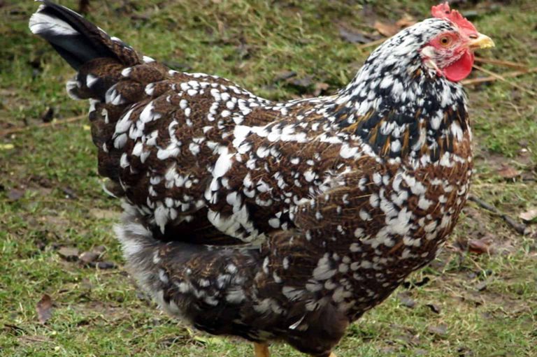 Swedish Flower Hen
