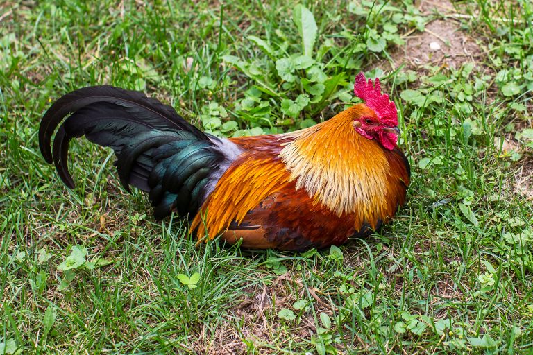 Welsummer Chicken Rooster Sitting