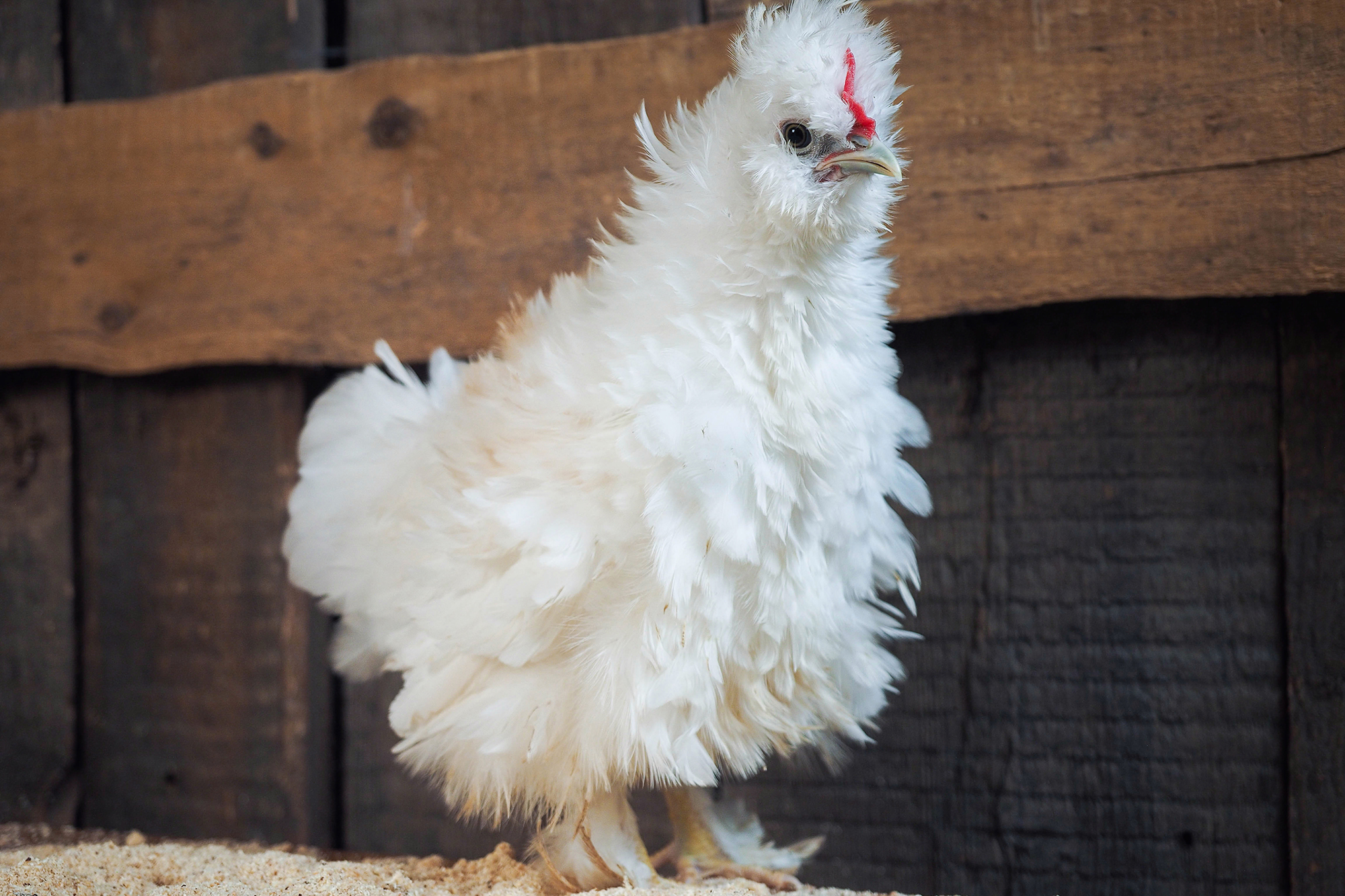 Frizzle Chicken 101 Complete Breed Info and Care Guide 2024