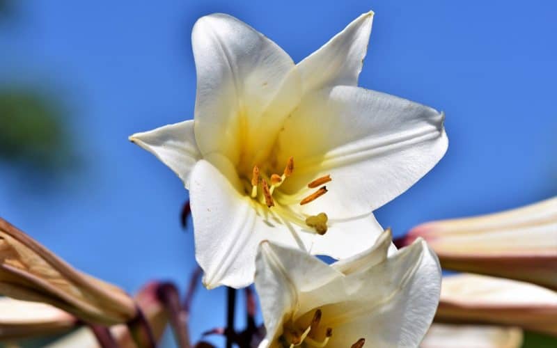 A White Lily Under The Sun (image by Ralphs_Fotos)