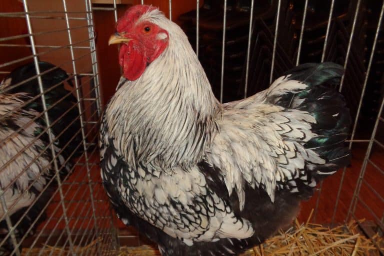 A chicken in a cage with hay on the floor