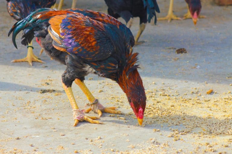 Can Chickens Eat Raisins? What You Need to Know