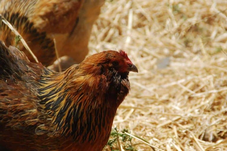 An Ameraucana hen in a barn