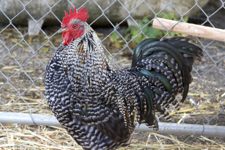 rooster in a coop