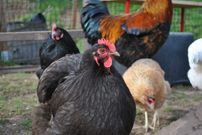 black orpington among other chickens