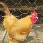 chicken in a coop