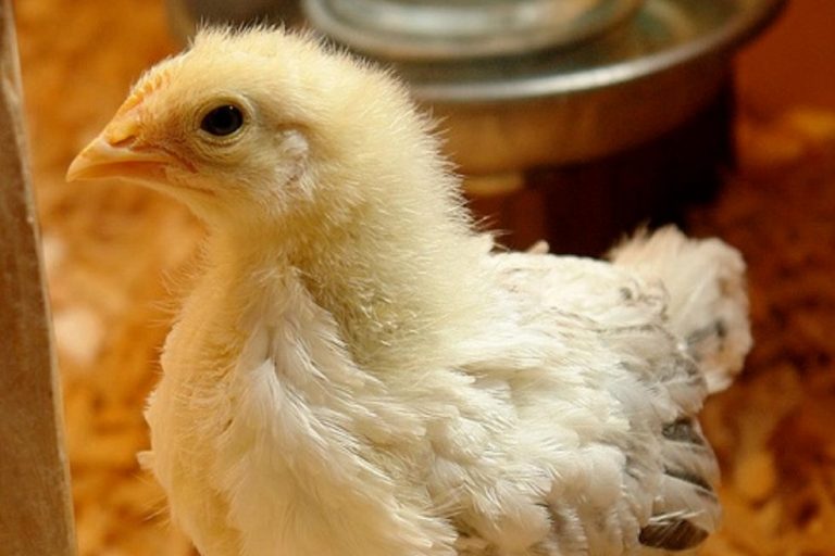 close up of a small chick