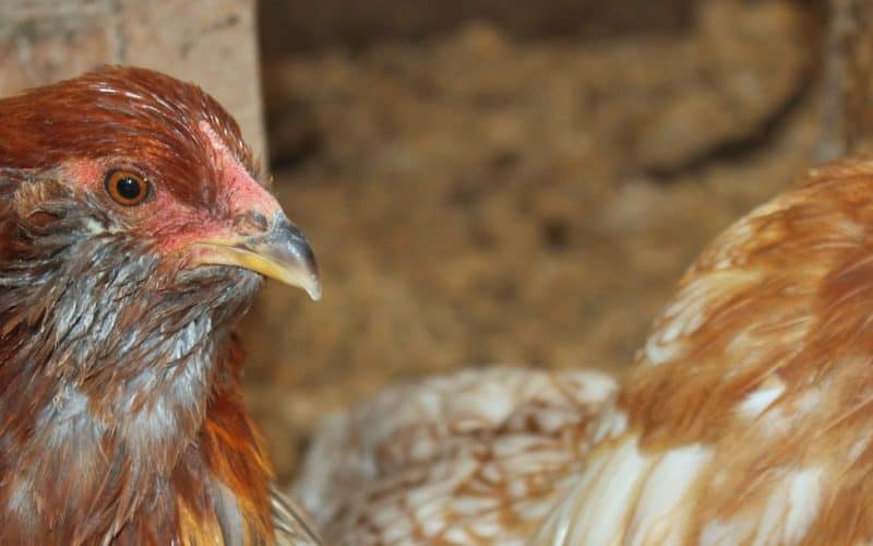 2 hens in a barn
