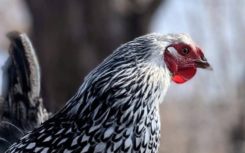 Silver Laced Wyandotte standing