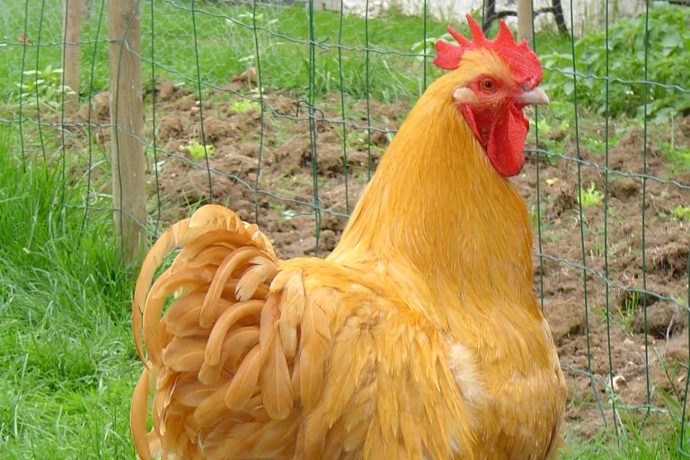 chicken looking back