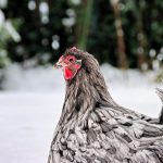 chicken standing in the snow