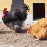 3 chickens in front of a coop