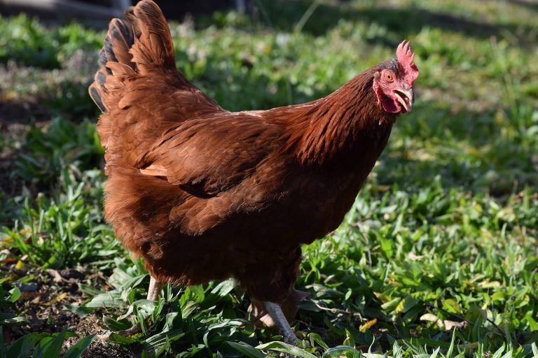Rhode Island Red