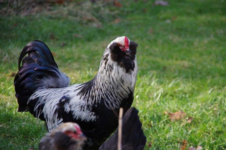 chicken with feathers around head