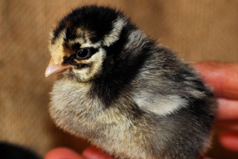 Close up of a wyandotte chick